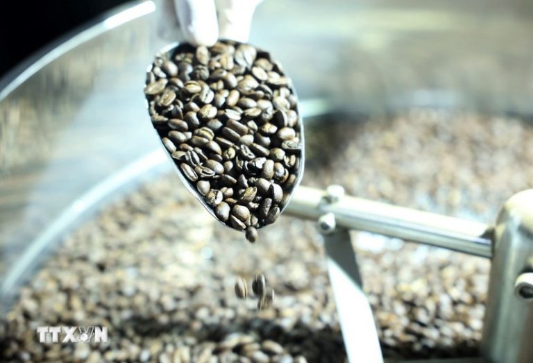 今年上半年越南咖啡出口创下新纪录