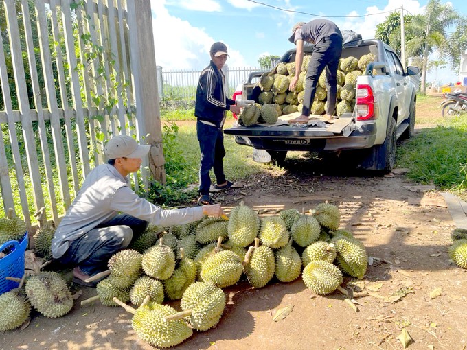 越南冷冻榴槤输往中国增３倍