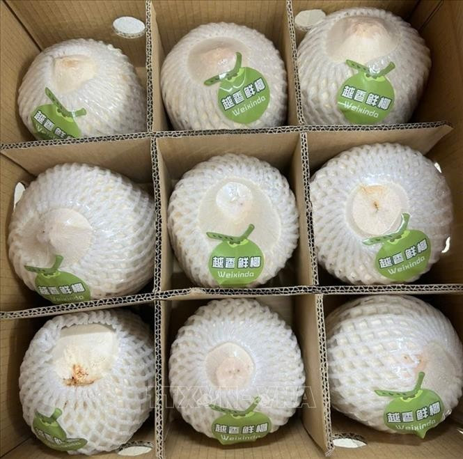 近22吨越南新鲜椰子通过北仑二号口岸出口中国市场